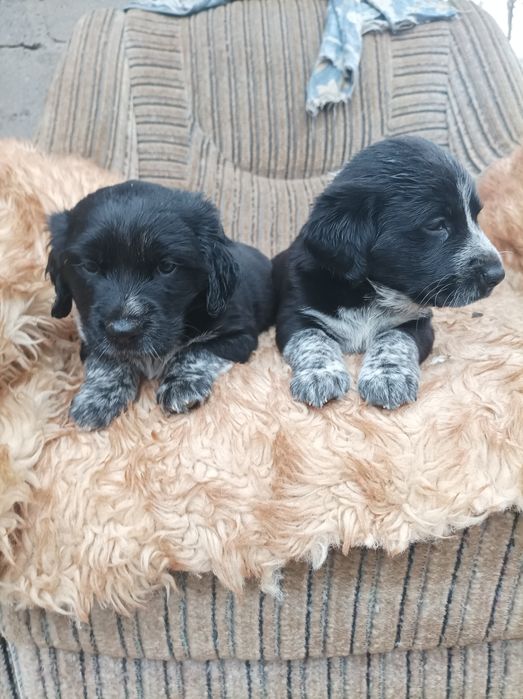 Отдам двух щенят.мальчики