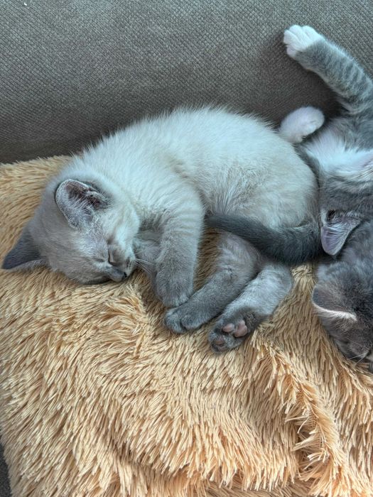 Котята в добрые руки!