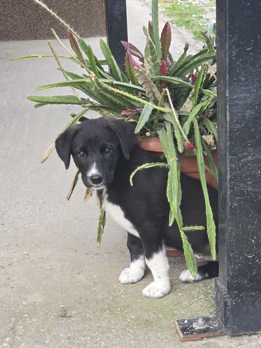 Ofer spre adopție animaluțe