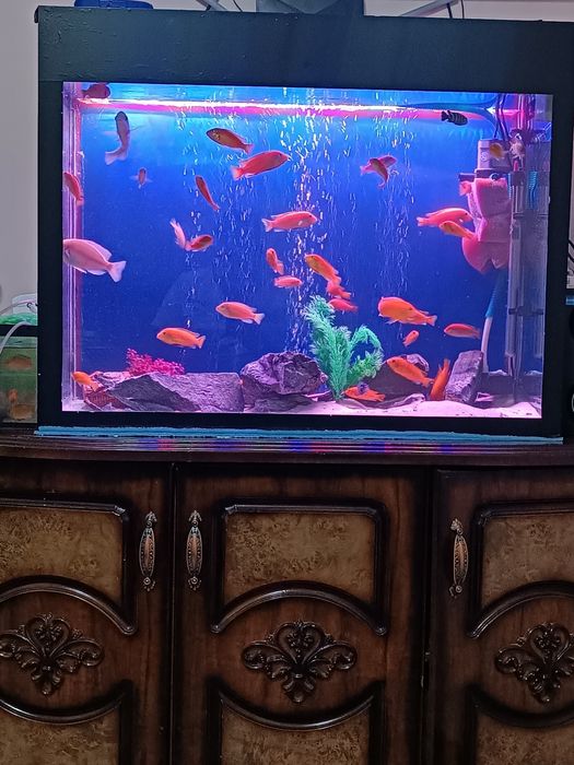 Akvarum ishlab turgan baliqla bilan sotiladi