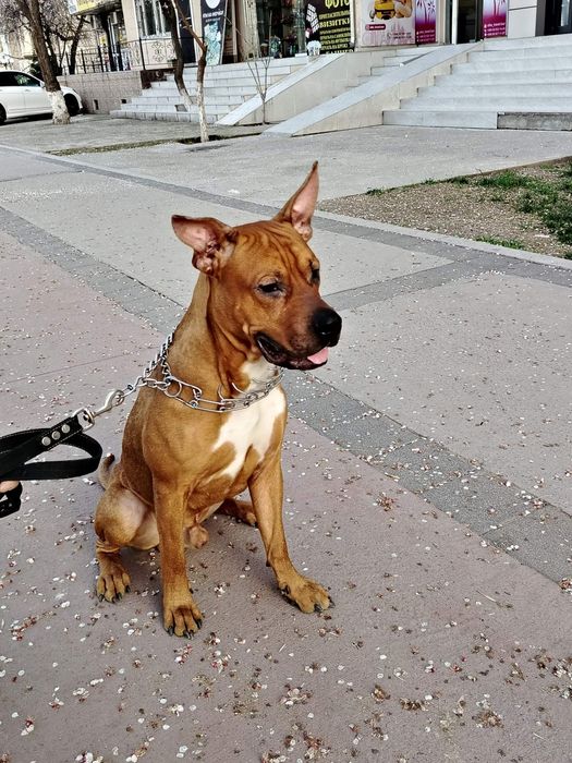 Ищем невесту для вязки