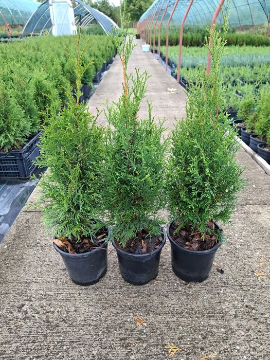 Producator vand tuia Smaragd 50-60 cm