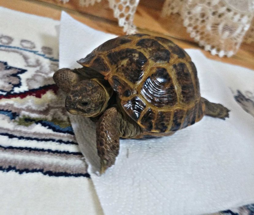 Продается Черепаха!