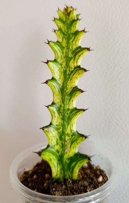 Эуфорбия Lactea Variegara