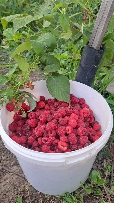 Малина продам, принимаю заказы