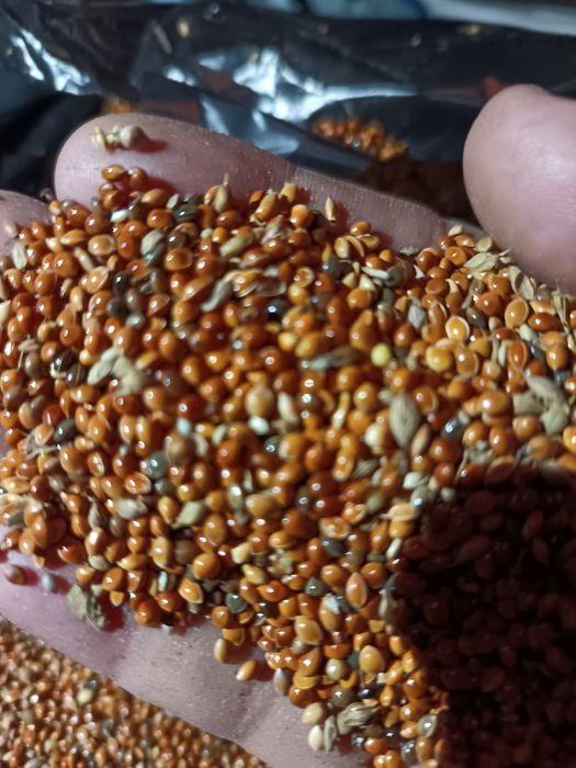 Продам просо. Сухая, без запаха. Оптом от 25 тонн и выше.