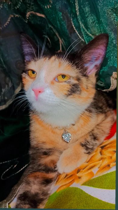 Хэппи в ответственные руки