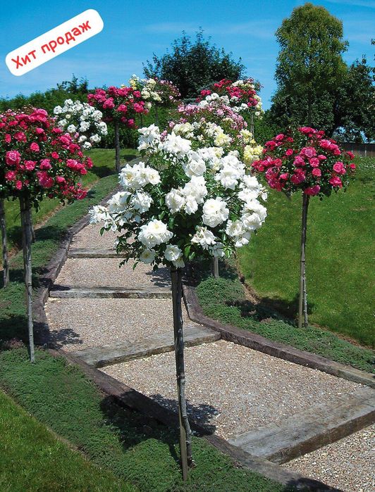 Розы (корни) разных сортов