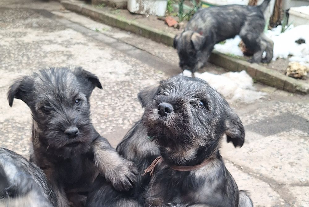 Мител Шнауцер(стандартен)-сол и пипер