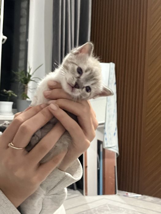 Двухмесячный котёнок, мальчик