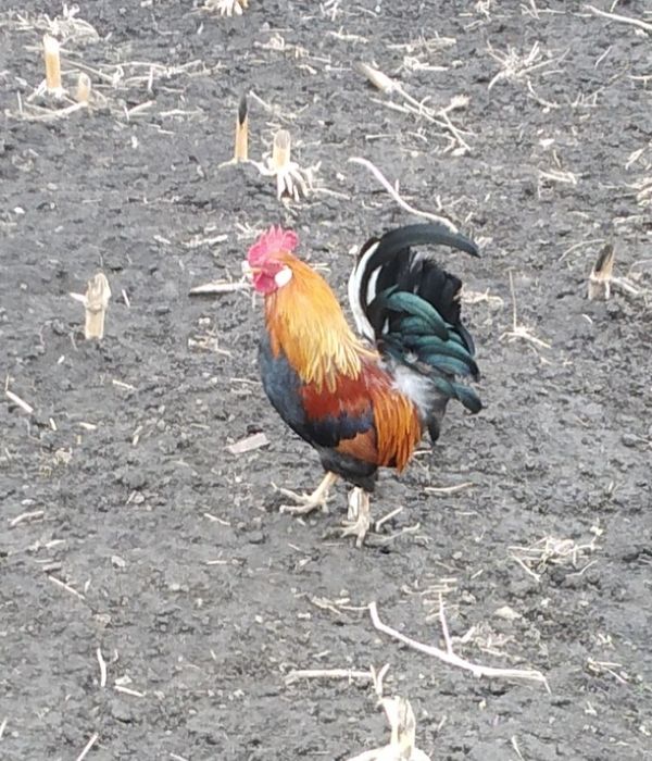 Găini pitici de vanzare