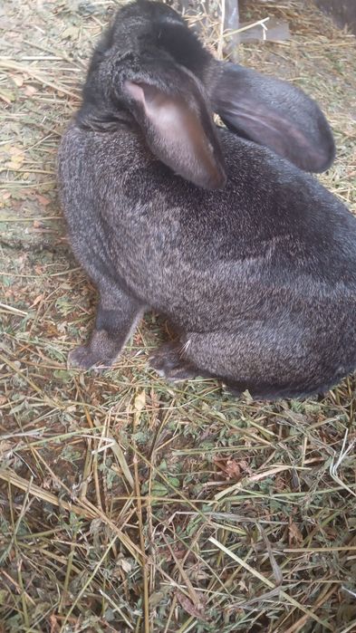 Vând 4 Iepuri tineri