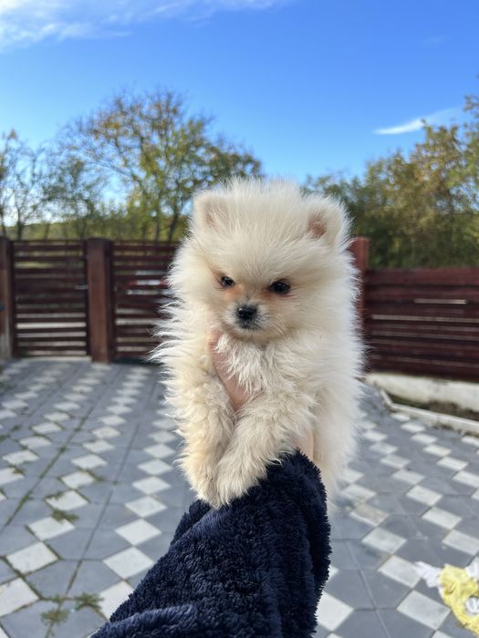 Fetita Pomeranian