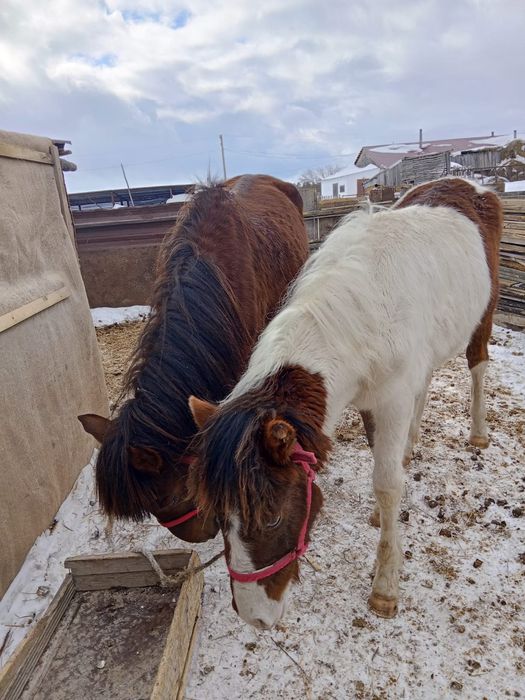 Кобыла на продажу