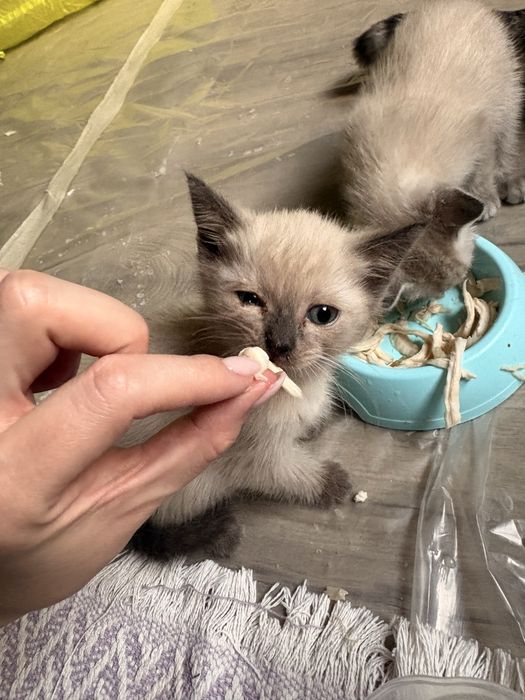 Отдам котят в добрые руки