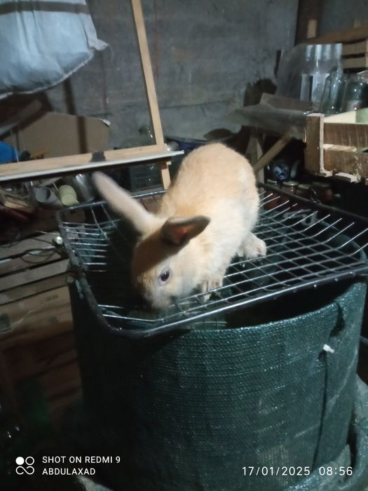 Quyon sotiladi.karlik olmaxon