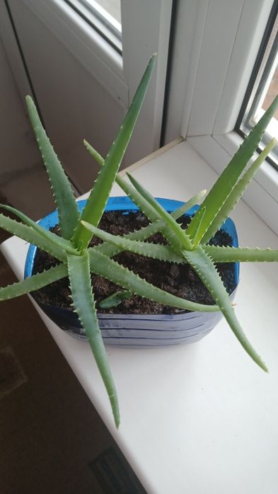 Комнатные растения