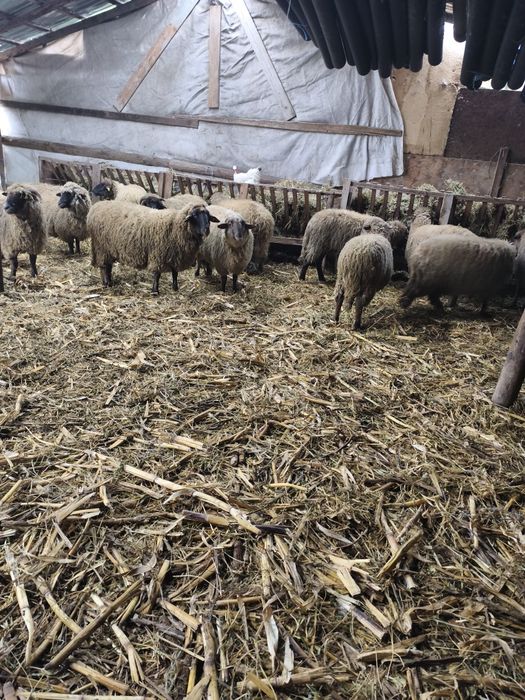 De vânzare 14 oi gestante , au început să fete