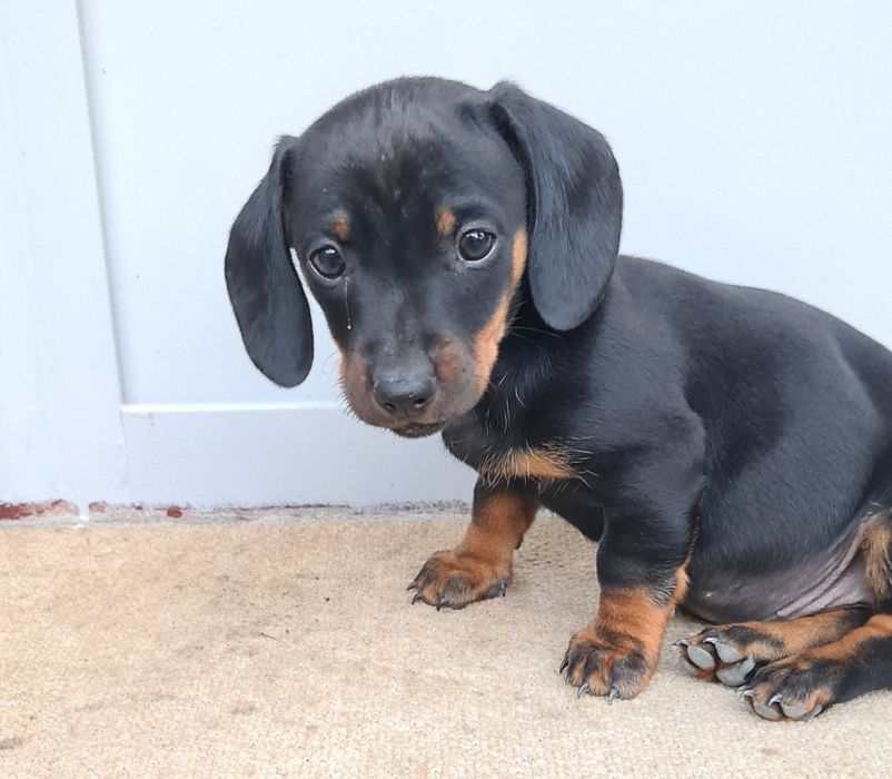 Catel teckel  dachshund