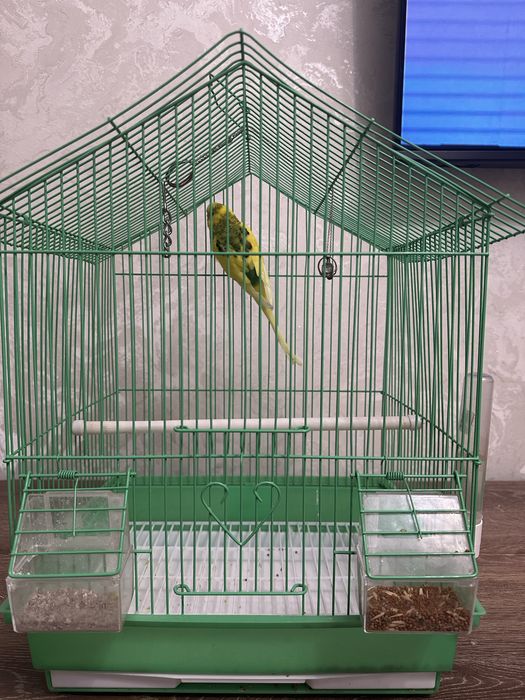 Продаю Попугай Кешу