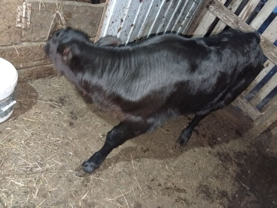 Продам тёлочку от молочной коровы