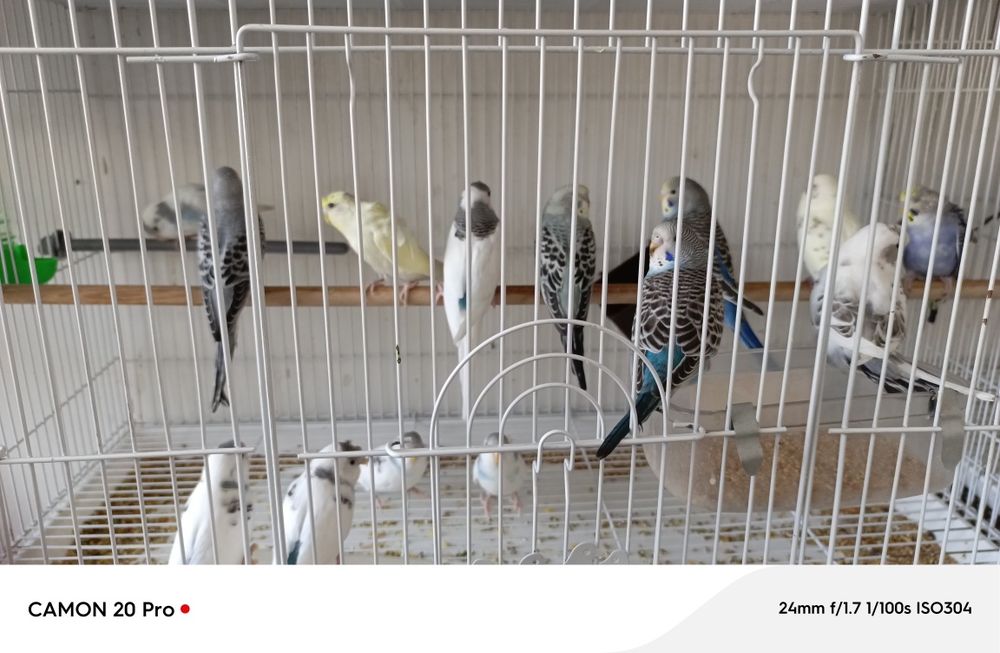Папугай валнисти оптим