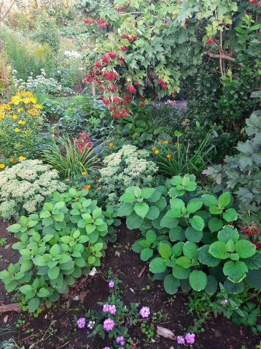 Продам дачу с домиком, торг