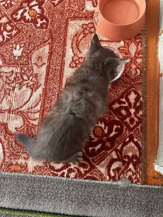 отдам котенка девочка