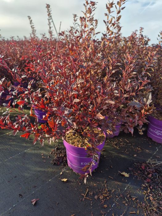 Кизильник Блестящий