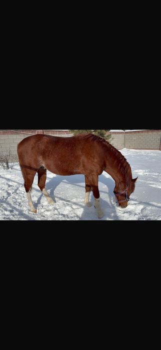 Айғыр сатылады/Продается жеребец