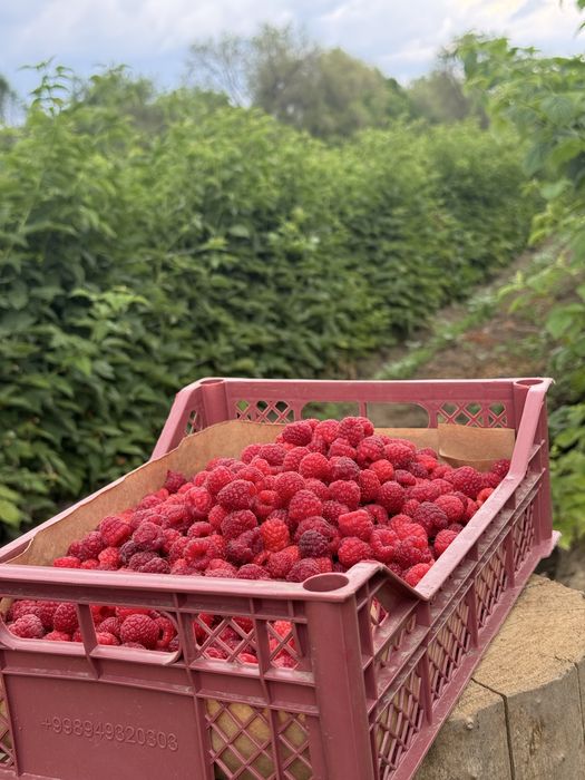 Участок 1 гектар