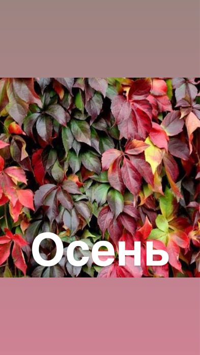 Девичий виноград саженцы