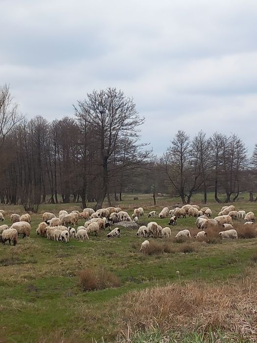 Vând oi cu miei după ele