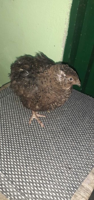 Prepelițe pui de prepeliță ouă