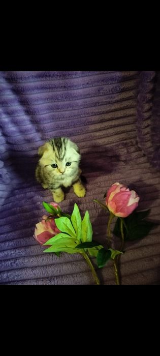 Вязка. Кот ждёт дам.