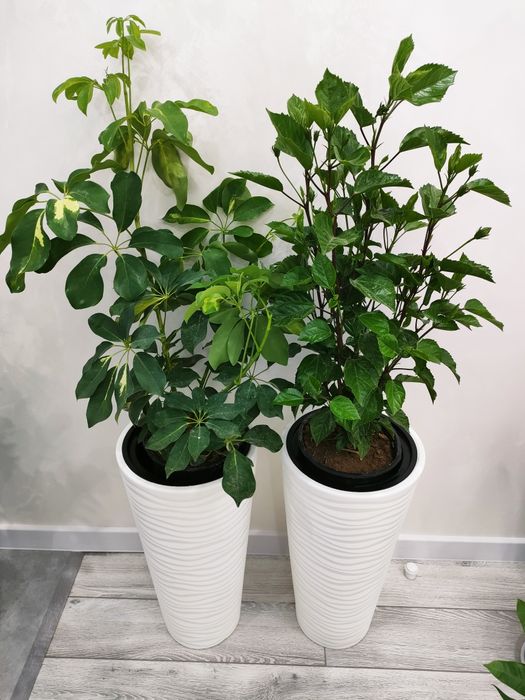 Комнатные цветы, доставка есть