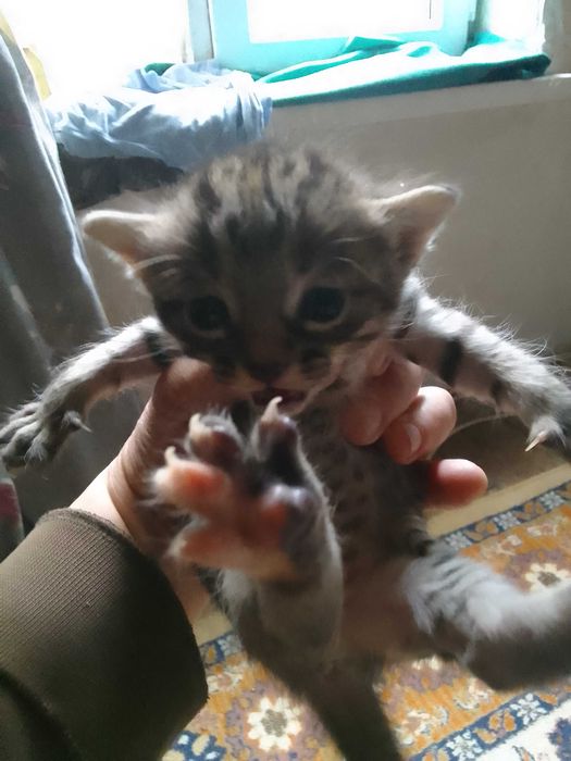 Отдам даром котят