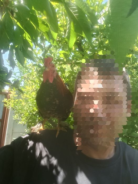 Vând cocoșei pitici mii de flori