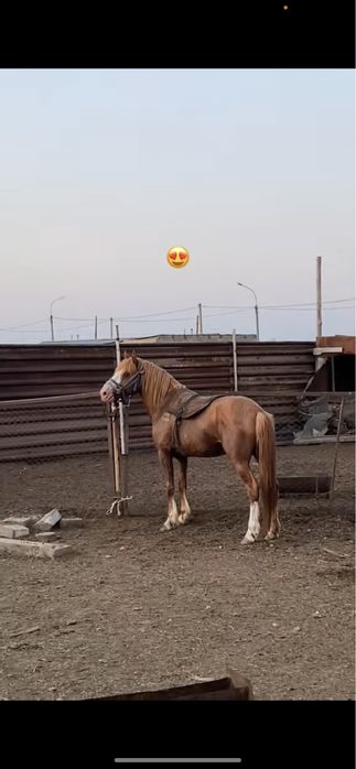 Айғыр сатамын жеребец