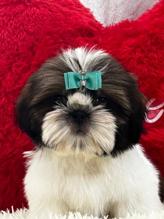 Кукольные щеночки ши-тцу