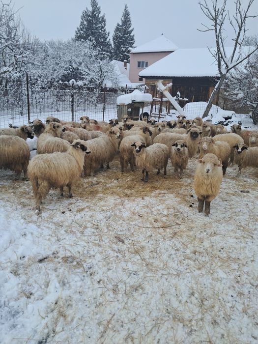 Vând 43 oi din care 16 miele