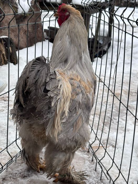 Cocoș Brahma isabel