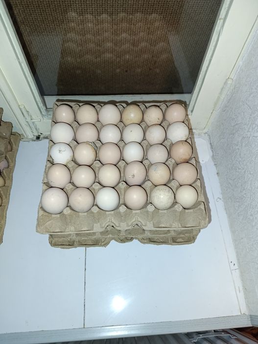 Уй тухумлари чиройли сакловларда