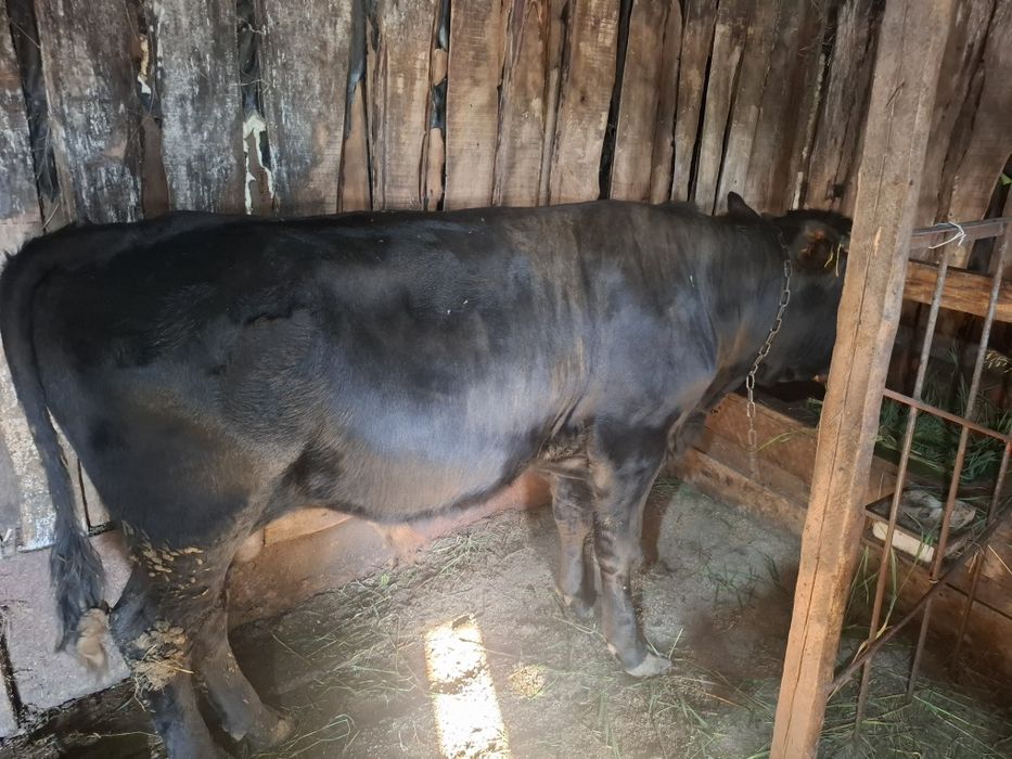 Продам 8 голов быков