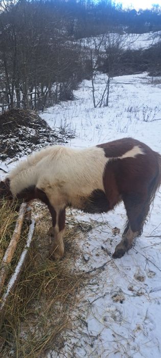 Vind sau schimb ponei pe o poneita
