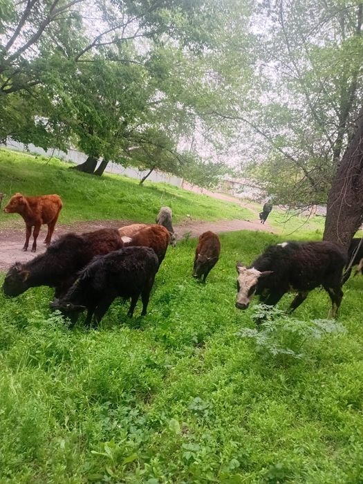 15 бас еркек бузау сатылады