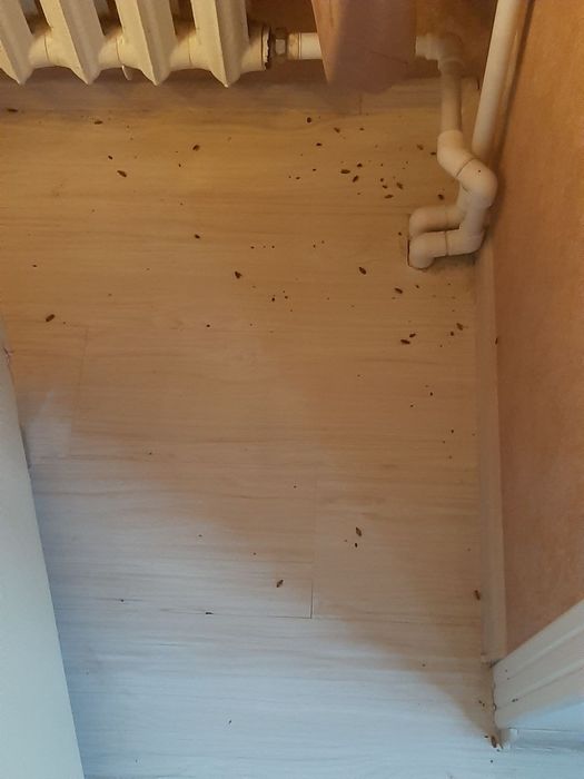 Клапа Таракан Дориси Хидсиз