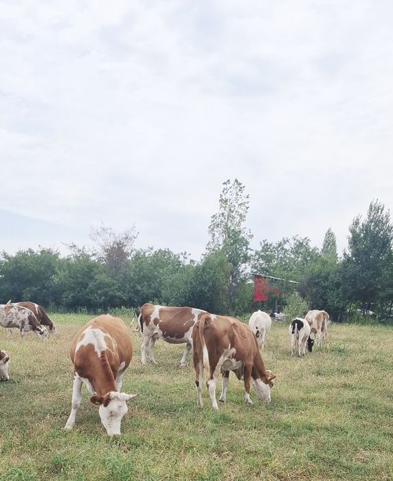 Vând lot vaci baltata românească