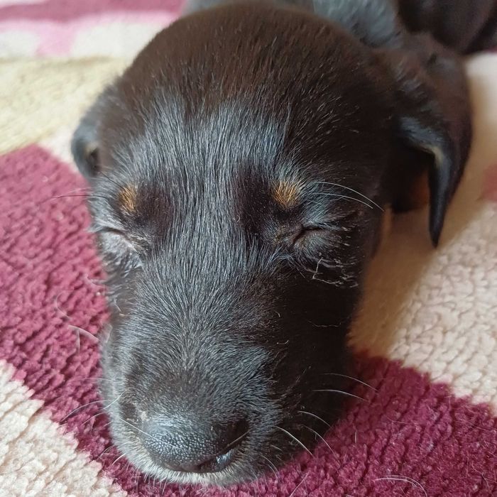 Даром щенок в добрые руки