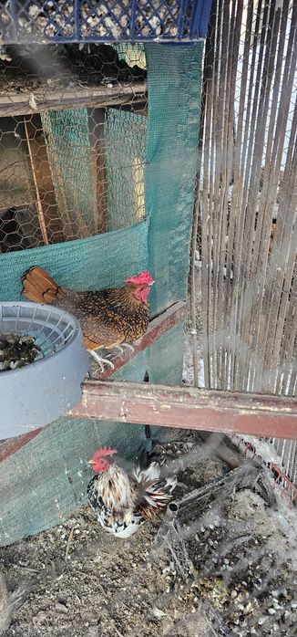 Cocoș sebright auriu